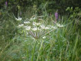 Attēlu rezultāti vaicājumam “Peucedanum palustre”