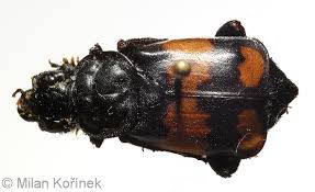 Attēlu rezultāti vaicājumam “Nicrophorus investigator”