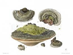 Attēlu rezultāti vaicājumam “Fomitopsis rosea”