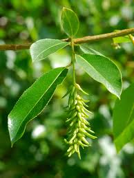 Attēlu rezultāti vaicājumam “Salix pentandra fruit”
