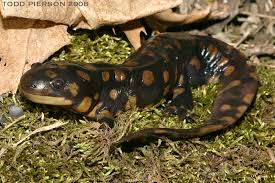 Attēlu rezultāti vaicājumam “Diderma tigrinum macro”