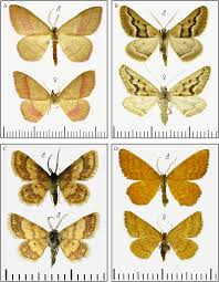 Attēlu rezultāti vaicājumam “Rhodostrophia vibicaria”