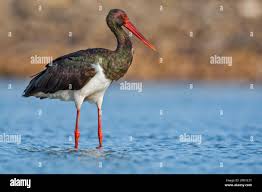 Attēlu rezultāti vaicājumam “Ciconia nigra adult”