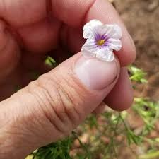 Image result for Nierembergia