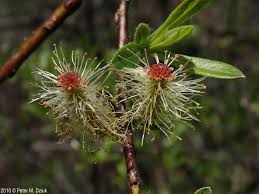 Attēlu rezultāti vaicājumam “Salix myrsinifolia male flower”
