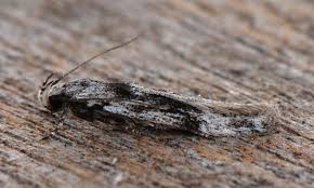 Attēlu rezultāti vaicājumam “Carpatolechia alburnella”