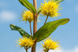 Attēlu rezultāti vaicājumam “Lysimachia thyrsiflora”