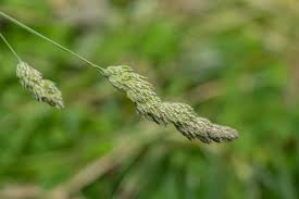 Attēlu rezultāti vaicājumam “Dactylis glomerata subsp. glomerata”