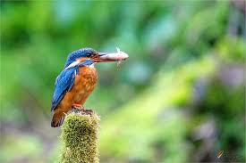Attēlu rezultāti vaicājumam “Alcedo atthis nest”
