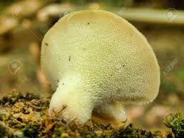 Attēlu rezultāti vaicājumam “Polyporus squamosus”