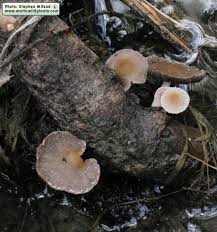 Attēlu rezultāti vaicājumam “Psathyrella sp.”