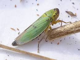Attēlu rezultāti vaicājumam “Cicadella viridis female”