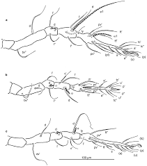 Attēlu rezultāti vaicājumam “Belbodamaeus sp.”