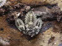 Attēlu rezultāti vaicājumam “Aradus betulae”