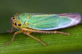 Attēlu rezultāti vaicājumam “Cicadella viridis female”