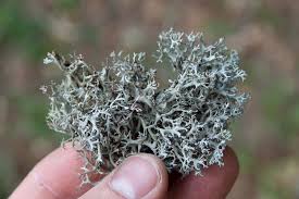 Attēlu rezultāti vaicājumam “Pseudevernia furfuracea”