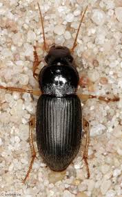 Attēlu rezultāti vaicājumam “Pseudoophonus rufipes”