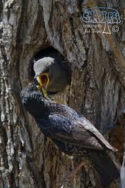 Attēlu rezultāti vaicājumam “Sturnus vulgaris nest”