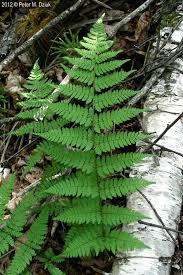 Attēlu rezultāti vaicājumam “Dryopteris”