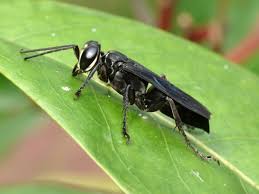 Attēlu rezultāti vaicājumam “Crabronidae”