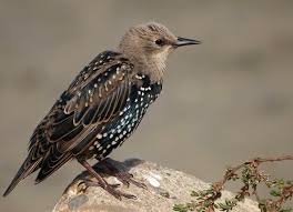Attēlu rezultāti vaicājumam “Sturnus vulgaris”