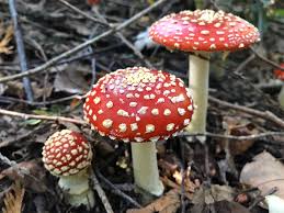 Attēlu rezultāti vaicājumam “Amanita muscaria”