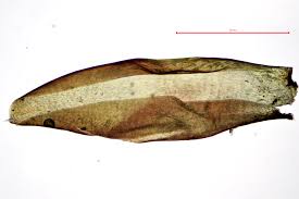 Attēlu rezultāti vaicājumam “Scorpidium scorpioides”