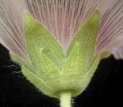 Attēlu rezultāti vaicājumam “Alcea rosea bud”