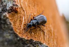 Attēlu rezultāti vaicājumam “Pterostichus niger”