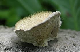 Attēlu rezultāti vaicājumam “Coriolopsis trogii”