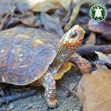 Attēlu rezultāti vaicājumam “Retinia resinella exuvia”