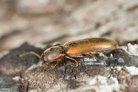 Attēlu rezultāti vaicājumam “Dalopius marginatus”