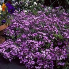 Attēlu rezultāti vaicājumam “Koeleria glauca flower”