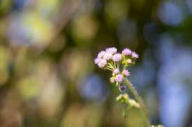 Attēlu rezultāti vaicājumam “Cirsium arvense flower”