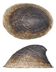 Attēlu rezultāti vaicājumam “Ancylus fluviatilis”