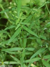Attēlu rezultāti vaicājumam “Galium boreale leaf”