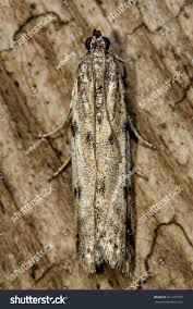 Attēlu rezultāti vaicājumam “Phycitodes binaevella”