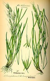 Attēlu rezultāti vaicājumam “Helictotrichon pubescens”