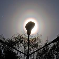 Attēlu rezultāti vaicājumam “pollen corona”