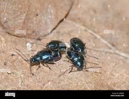 Attēlu rezultāti vaicājumam “Altica sp.”