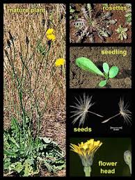 Attēlu rezultāti vaicājumam “Hypochaeris radicata fruit”