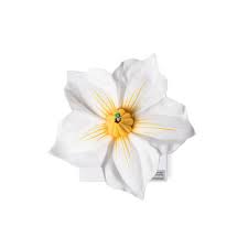 Attēlu rezultāti vaicājumam “Solanum tuberosum flower”