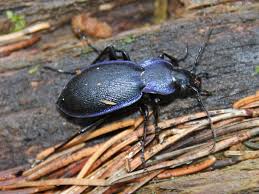 Attēlu rezultāti vaicājumam “Carabus violaceus”
