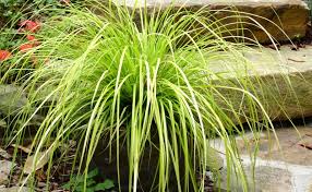 Attēlu rezultāti vaicājumam “Carex loliacea leaf”