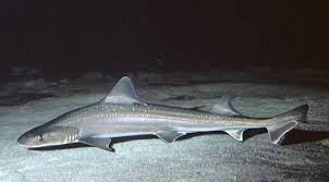 Image result for Mustelus antarcticus