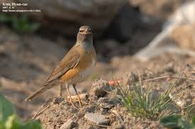Image result for Turdus obscurus