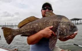 Image result for Pogonias cromis