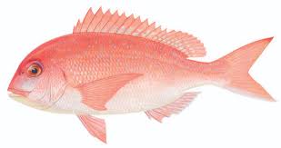 Image result for Pagrus