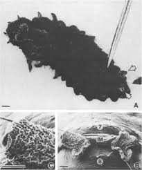 Attēlu rezultāti vaicājumam “Gonioctena viminalis”