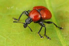 Attēlu rezultāti vaicājumam “Attelabus nitens”